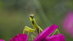 Praying mantis in garden 